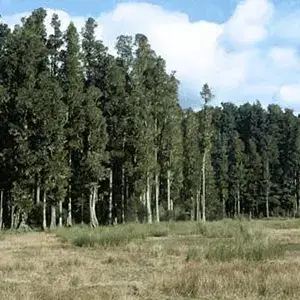 Trees