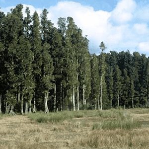 Central North News Trees