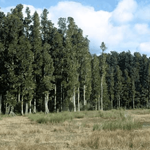 Central North News Trees