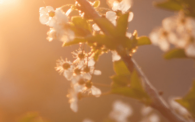 Obituary for Graeme Swinney