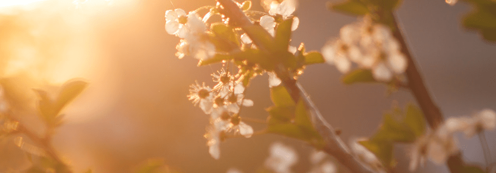 Obituary for Graeme Swinney