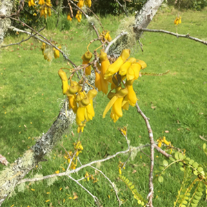 Kowhai Tree