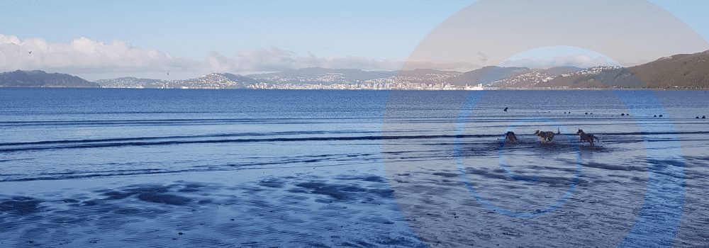 Lower North News – December 2021