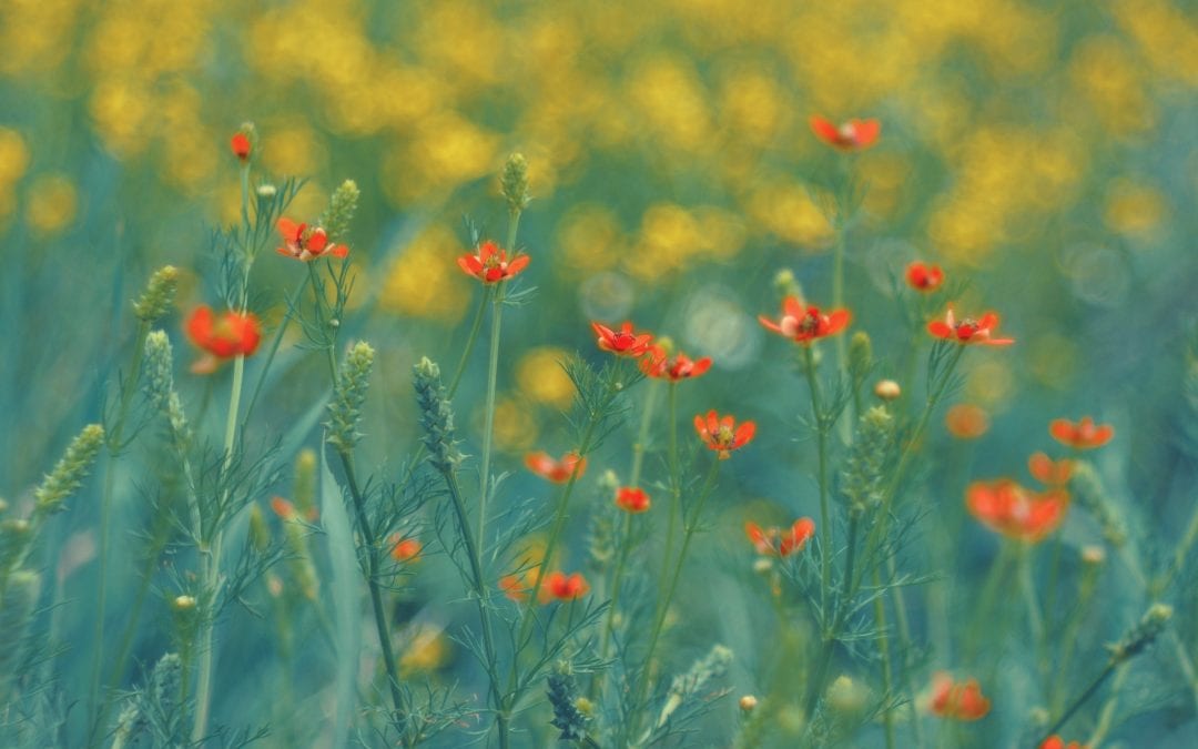 CEO Message February 2026