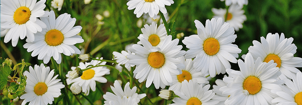 Northwest News – December 2021