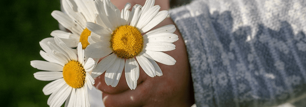 Auckland South News – December 2021