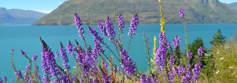 Lower South News – December 2021