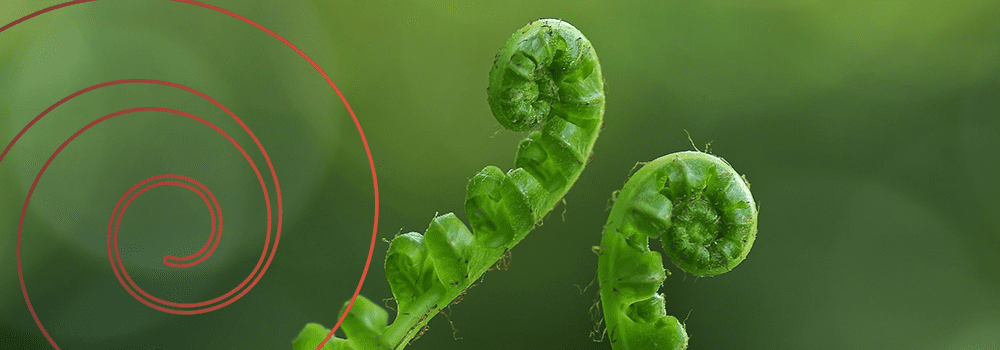 Upper North News – December 2021