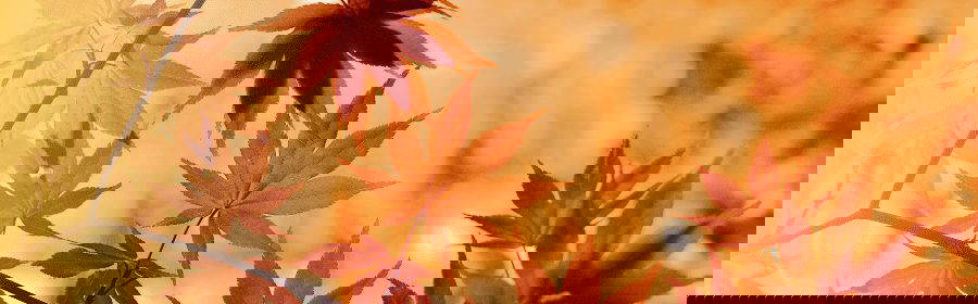 CEO Message April 2025