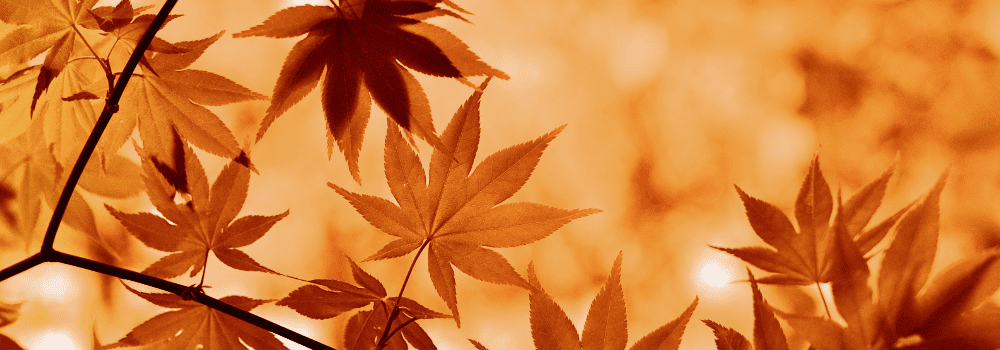 CEO Message April 2026